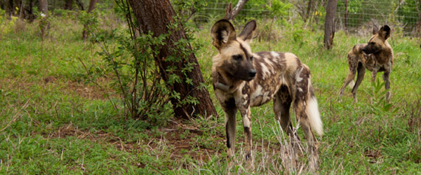 Conservation Breakthrough for Wild Dog Pack