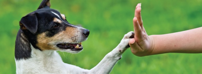 Fending for our Furry Friends