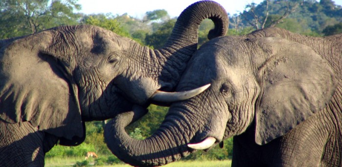 7 Reasons to remind us why South Africa is the most beautiful country in the world