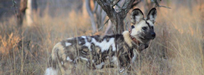 It’s a (Wild) Dog’s Life