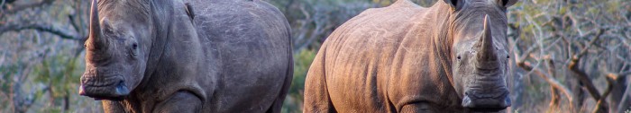Wildlands’ Work in Conserving Rhino