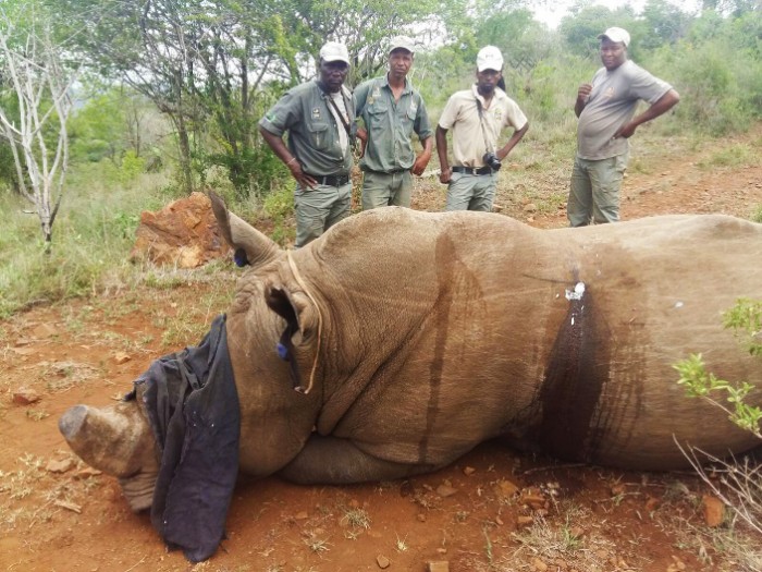 WCT_Rhino_Feb2016_update-6