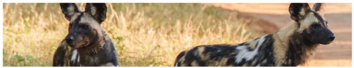 Somkhanda Game Reserve Wild Dog Update
