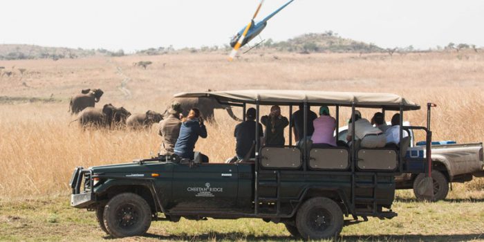 Somkhanda Community Game Reserve welcomes a new herd of Elephant
