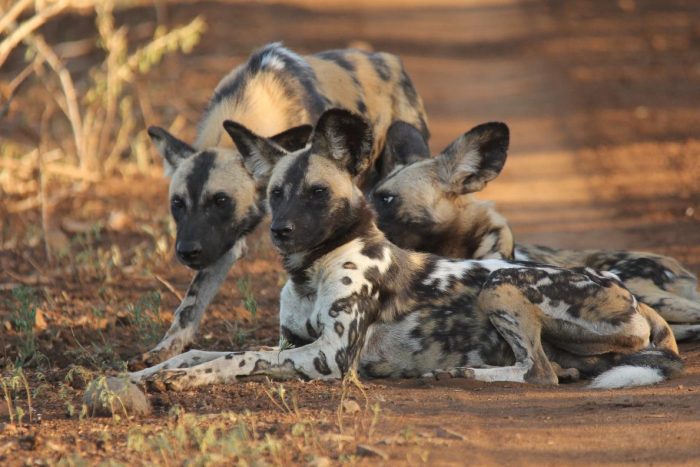 Somkhanda Game Reserve Update