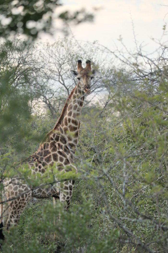 Giraff-cardboard