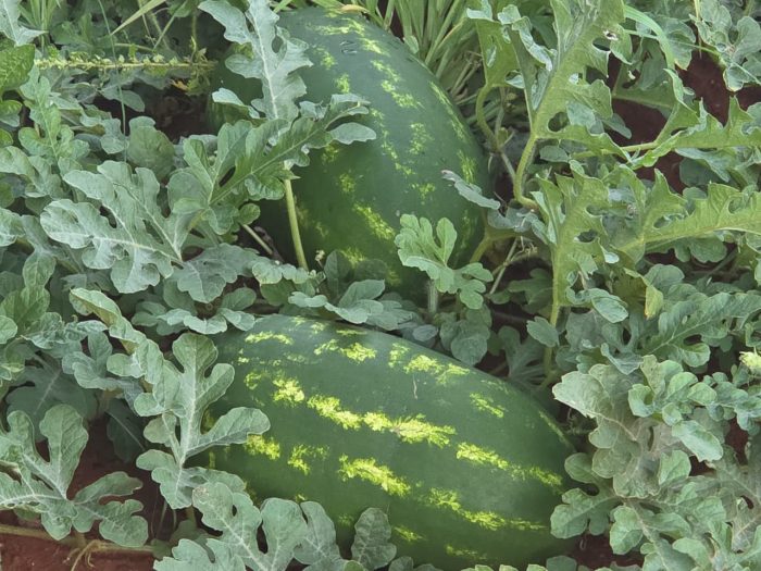 WhatsApp-Image-2025-12-16-at-19.50.08